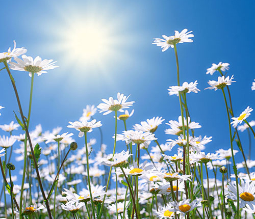 sunshine and daisies